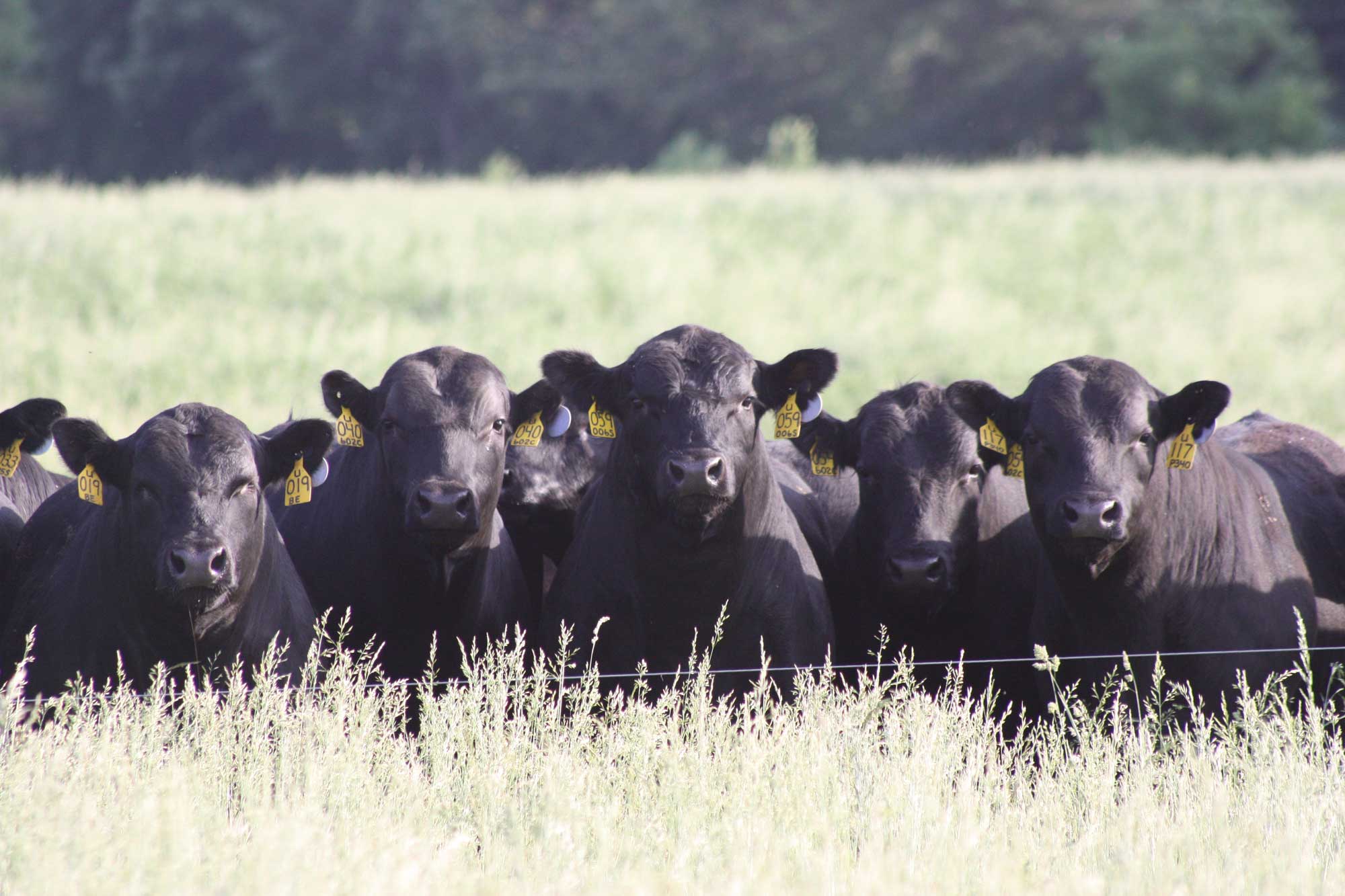 A picture of a herd of Angus Cattle